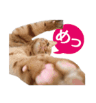 IT戦士のための猫スタンプ（個別スタンプ：37）