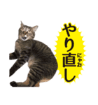 IT戦士のための猫スタンプ（個別スタンプ：38）