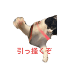 ハオ2（個別スタンプ：1）
