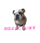 ブルちゃんとハチワレちゃん（個別スタンプ：1）