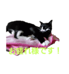 ブルちゃんとハチワレちゃん（個別スタンプ：2）