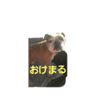 ブルちゃんとハチワレちゃん（個別スタンプ：3）