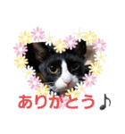 ブルちゃんとハチワレちゃん（個別スタンプ：6）