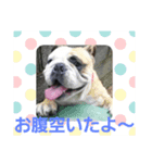 ブルちゃんとハチワレちゃん（個別スタンプ：7）