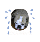 ブルちゃんとハチワレちゃん（個別スタンプ：8）