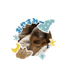 犬まみれ！可愛いわんちゃん大集合！（個別スタンプ：2）