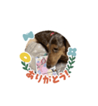 犬まみれ！可愛いわんちゃん大集合！（個別スタンプ：4）