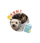 犬まみれ！可愛いわんちゃん大集合！（個別スタンプ：8）