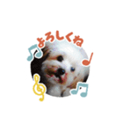 犬まみれ！可愛いわんちゃん大集合！（個別スタンプ：11）