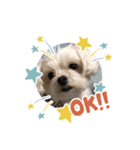 犬まみれ！可愛いわんちゃん大集合！（個別スタンプ：12）