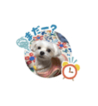 犬まみれ！可愛いわんちゃん大集合！（個別スタンプ：13）