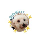 犬まみれ！可愛いわんちゃん大集合！（個別スタンプ：16）