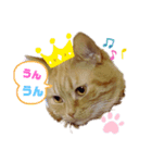 わが家のキング2（個別スタンプ：1）