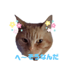 わが家のキング2（個別スタンプ：2）