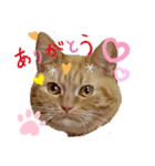 わが家のキング2（個別スタンプ：3）