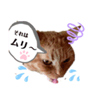 わが家のキング2（個別スタンプ：4）