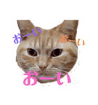 わが家のキング2（個別スタンプ：7）
