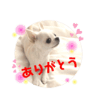 スムチー かわいい日常使い あいさつ（個別スタンプ：3）