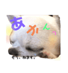 スムチー かわいい日常使い あいさつ（個別スタンプ：8）