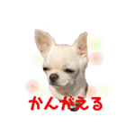 スムチー かわいい日常使い あいさつ（個別スタンプ：12）