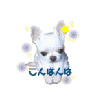 スムチー かわいい日常使い あいさつ（個別スタンプ：13）