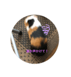 モルモットのゴマ4（個別スタンプ：7）
