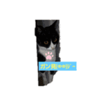 動物のあいさつ♡（個別スタンプ：2）