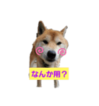 動物のあいさつ♡（個別スタンプ：3）
