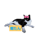 動物のあいさつ♡（個別スタンプ：4）