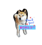 動物のあいさつ♡（個別スタンプ：7）