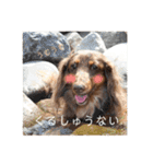 ミニチュアダックスのつぶやき（個別スタンプ：1）