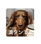 ミニチュアダックスのつぶやき（個別スタンプ：2）