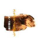 ミニチュアダックスのつぶやき（個別スタンプ：7）