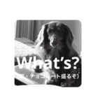 ミニチュアダックスのつぶやき（個別スタンプ：9）
