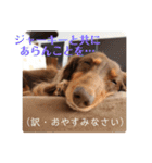 ミニチュアダックスのつぶやき（個別スタンプ：13）