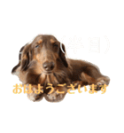 ミニチュアダックスのつぶやき（個別スタンプ：14）