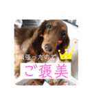 ミニチュアダックスのつぶやき（個別スタンプ：15）