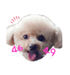 Nattsuすたんぷ（個別スタンプ：17）