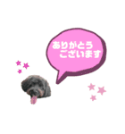 ★ポメプーロア君★スタンプ3シンプル編（個別スタンプ：2）