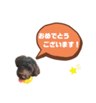 ★ポメプーロア君★スタンプ3シンプル編（個別スタンプ：6）