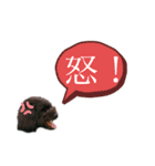 ★ポメプーロア君★スタンプ3シンプル編（個別スタンプ：16）