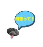 ★ポメプーロア君★スタンプ3シンプル編（個別スタンプ：20）