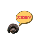 ★ポメプーロア君★スタンプ3シンプル編（個別スタンプ：21）