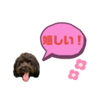 ★ポメプーロア君★スタンプ3シンプル編（個別スタンプ：31）