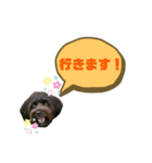 ★ポメプーロア君★スタンプ3シンプル編（個別スタンプ：35）