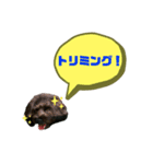 ★ポメプーロア君★スタンプ3シンプル編（個別スタンプ：39）
