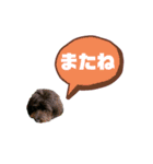 ★ポメプーロア君★スタンプ3シンプル編（個別スタンプ：40）