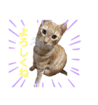 チャイラテver.2（個別スタンプ：2）