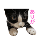 チャイラテver.2（個別スタンプ：10）