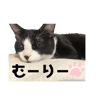 チャイラテver.2（個別スタンプ：15）